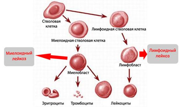 Кракен купить порошок